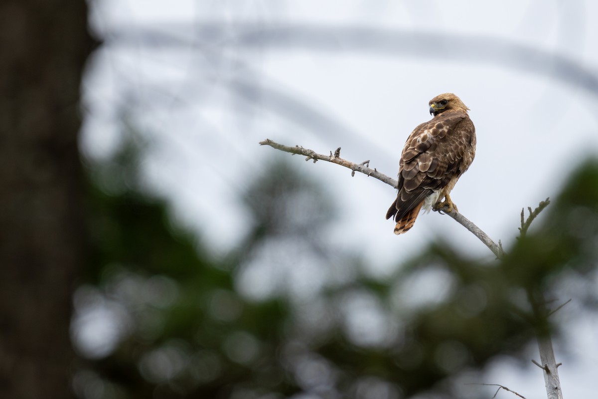Rotschwanzbussard - ML638347296