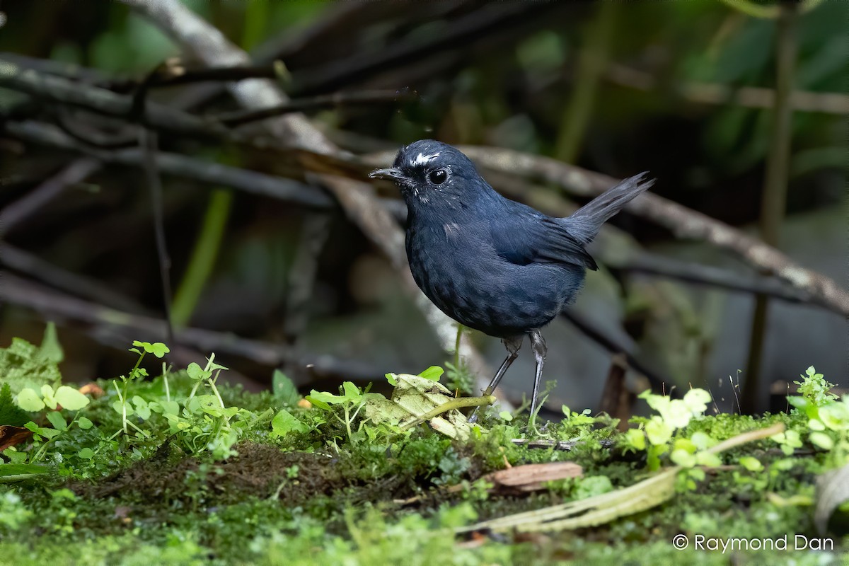 Borneo-Bergkurzflügel - ML638347301