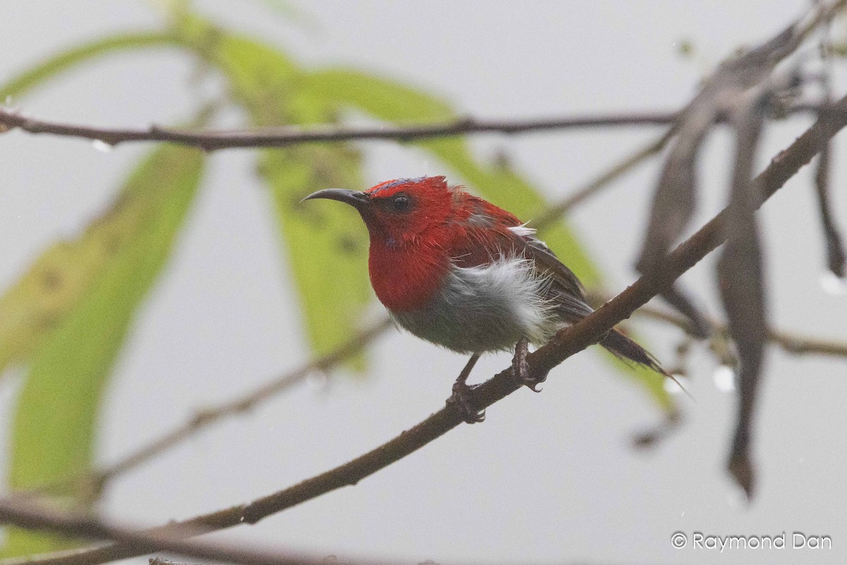 Temmincknektarvogel - ML638347313