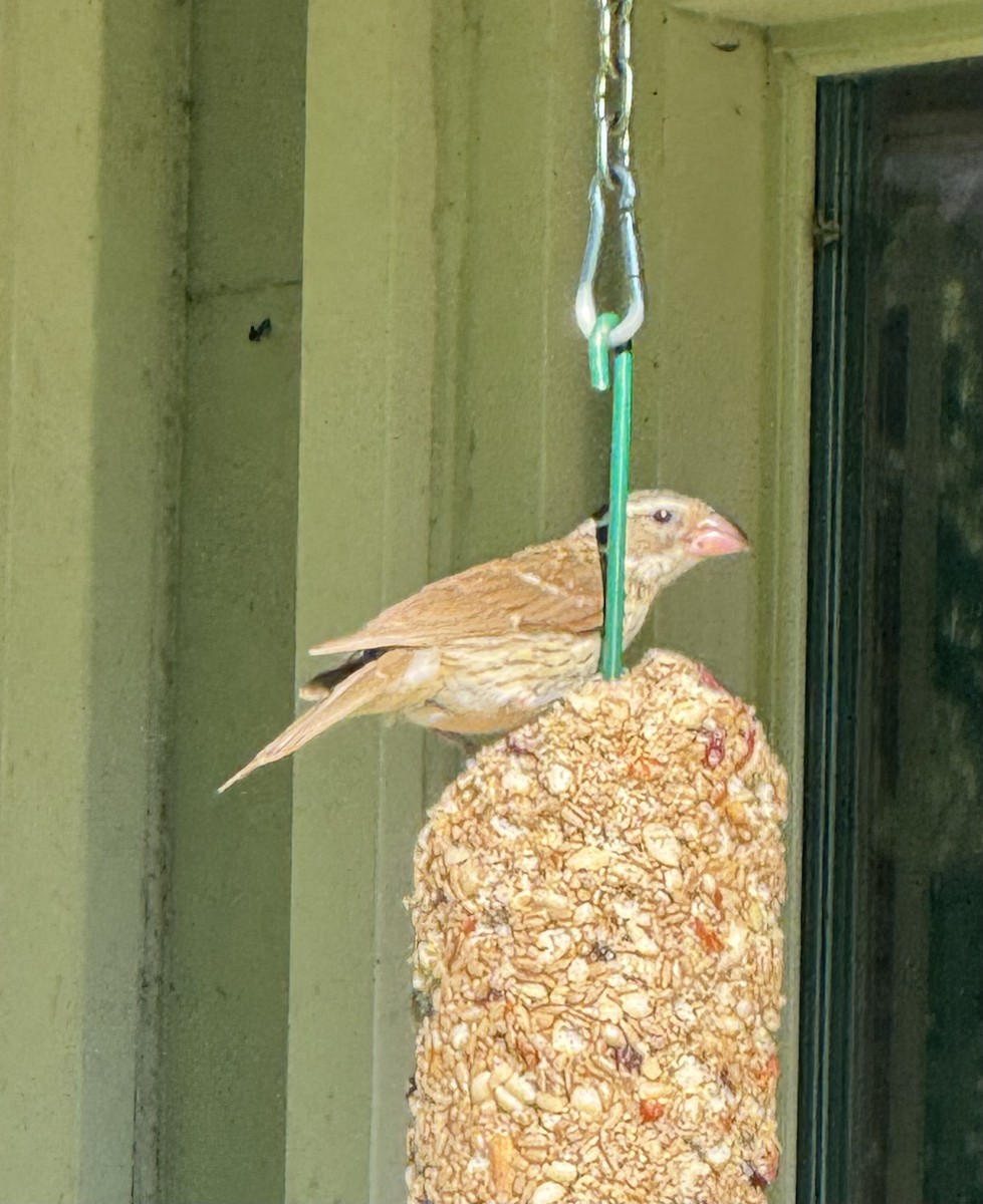 Cardinal à poitrine rose - ML638347316
