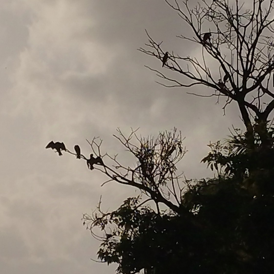 Neotropic Cormorant - ML638347320