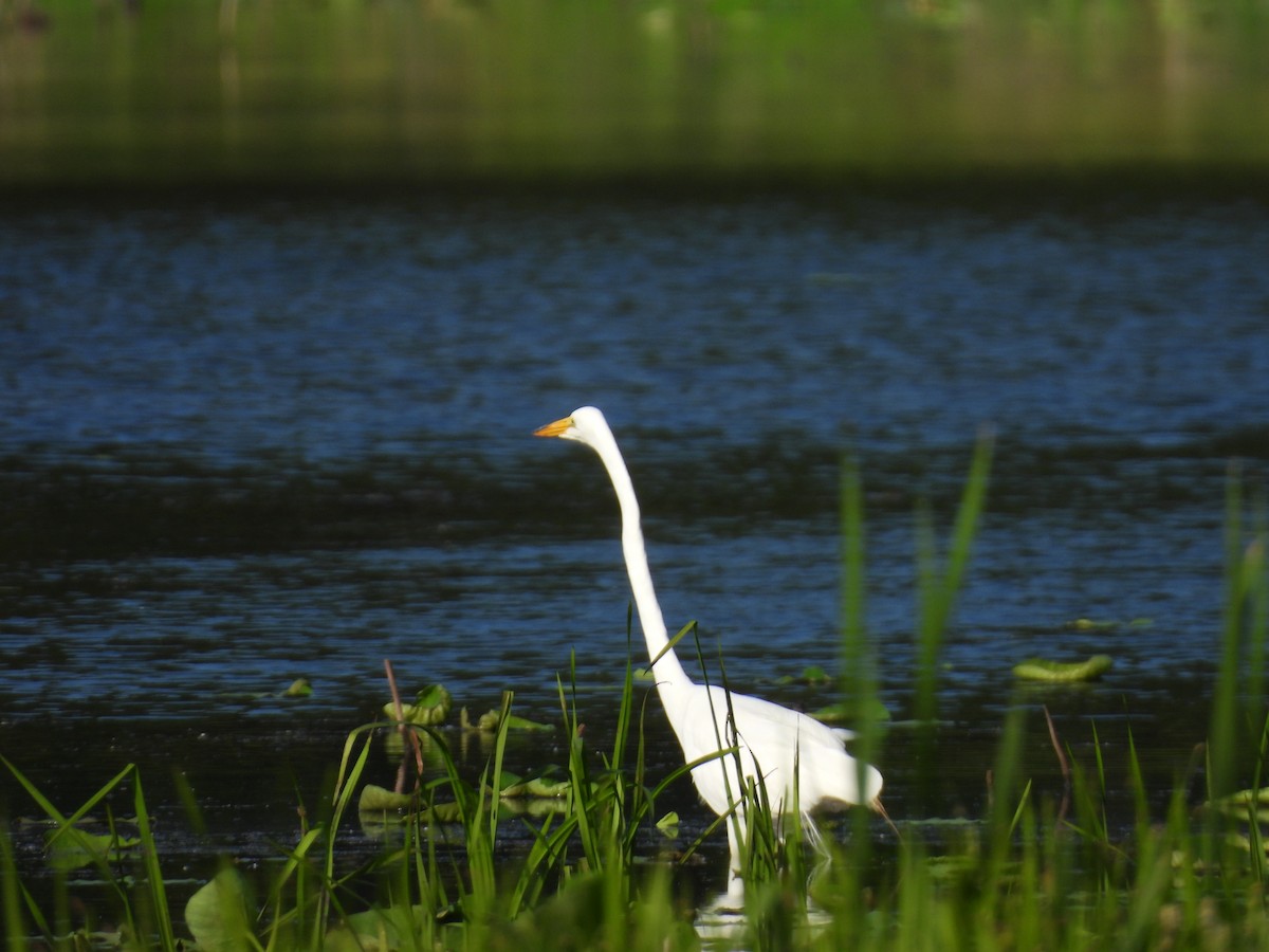 Grande Aigrette - ML638347323