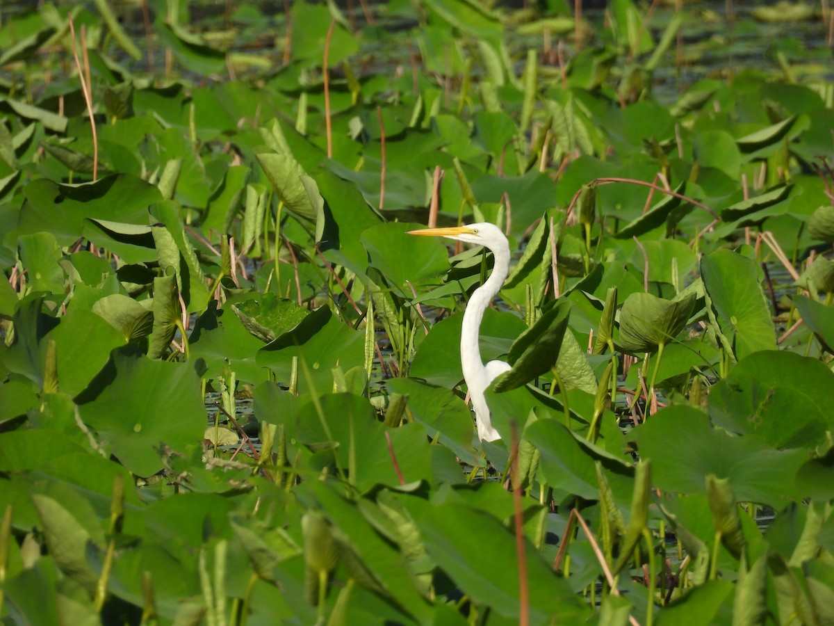 Grande Aigrette - ML638347325