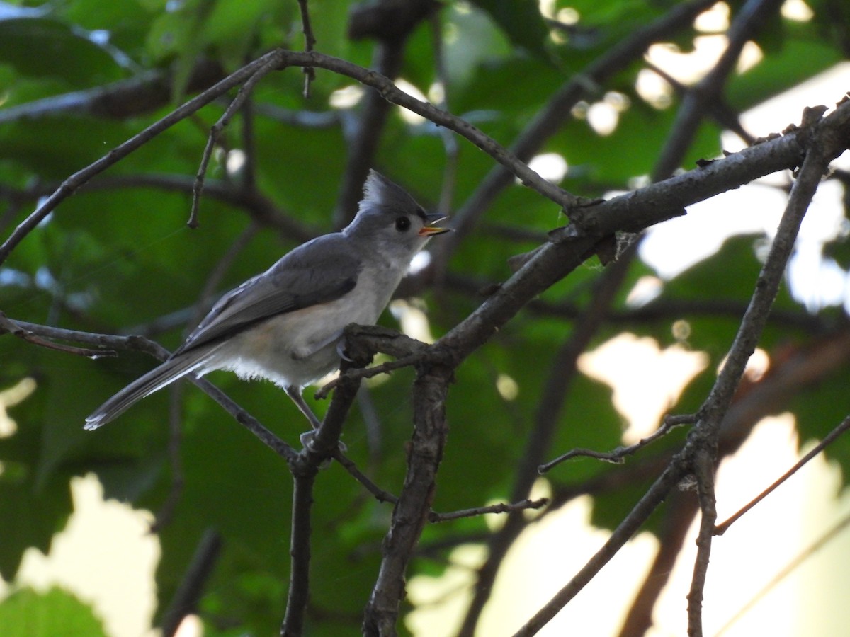Tufted Titmouse - ML638347355