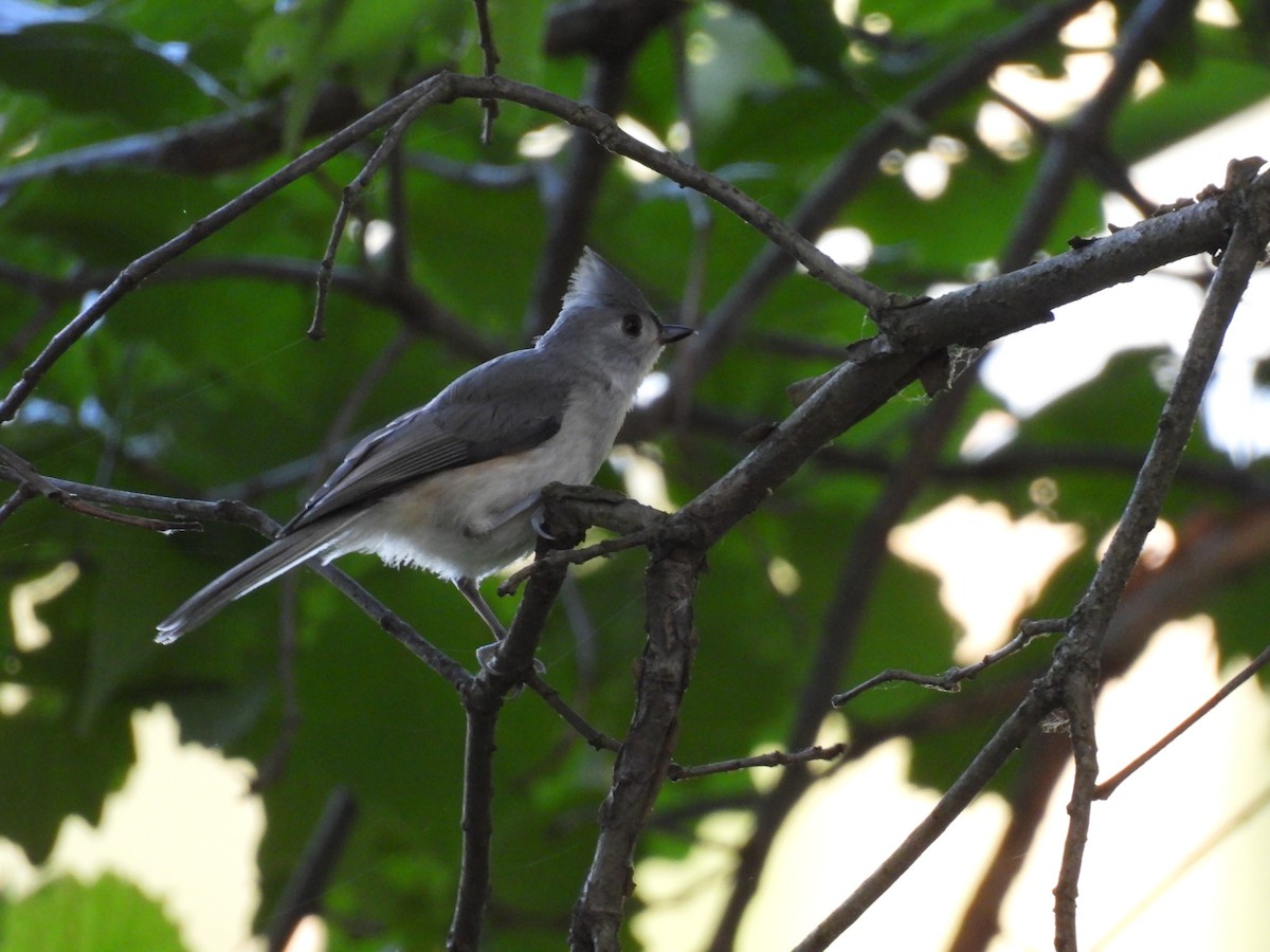 Tufted Titmouse - ML638347356
