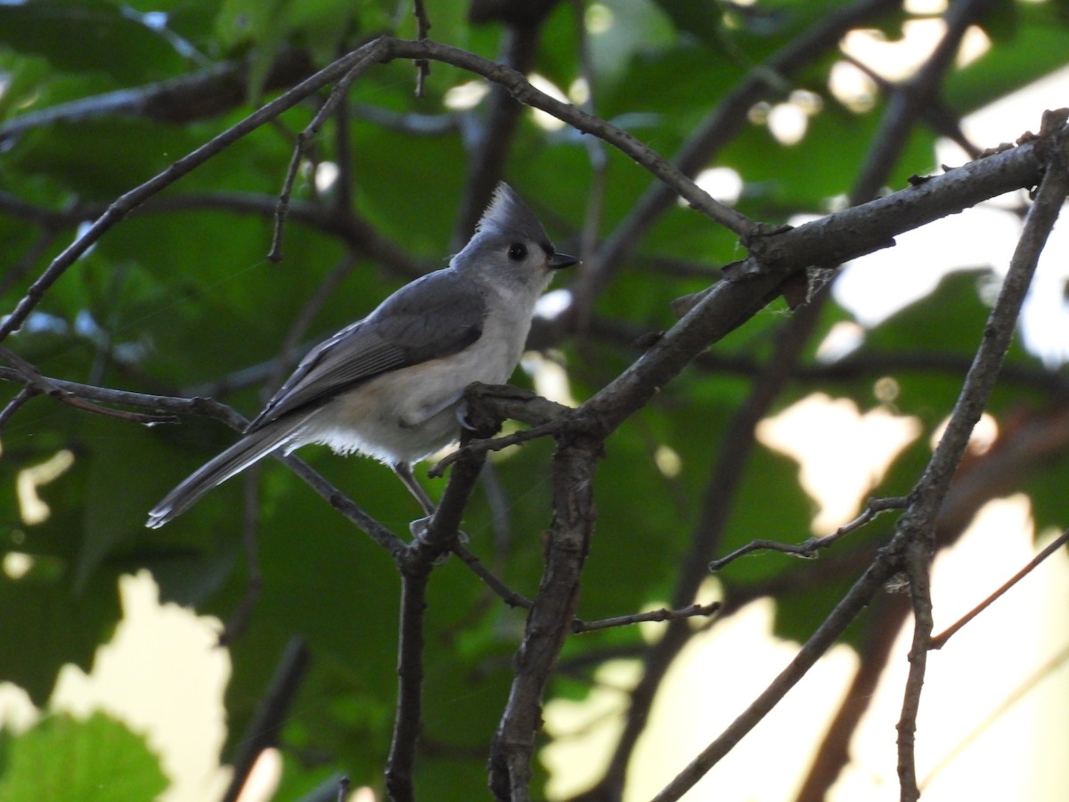 Tufted Titmouse - ML638347357