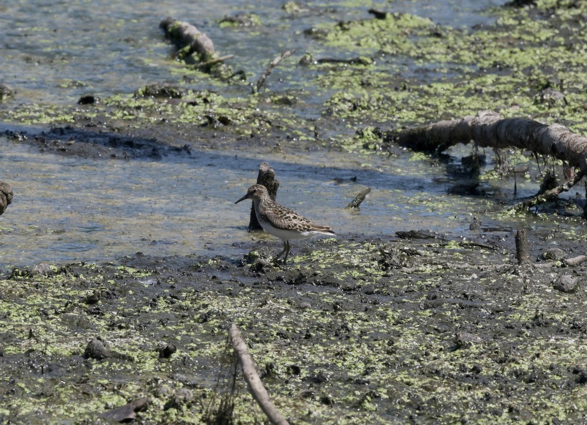 pygmésnipe - ML638347358