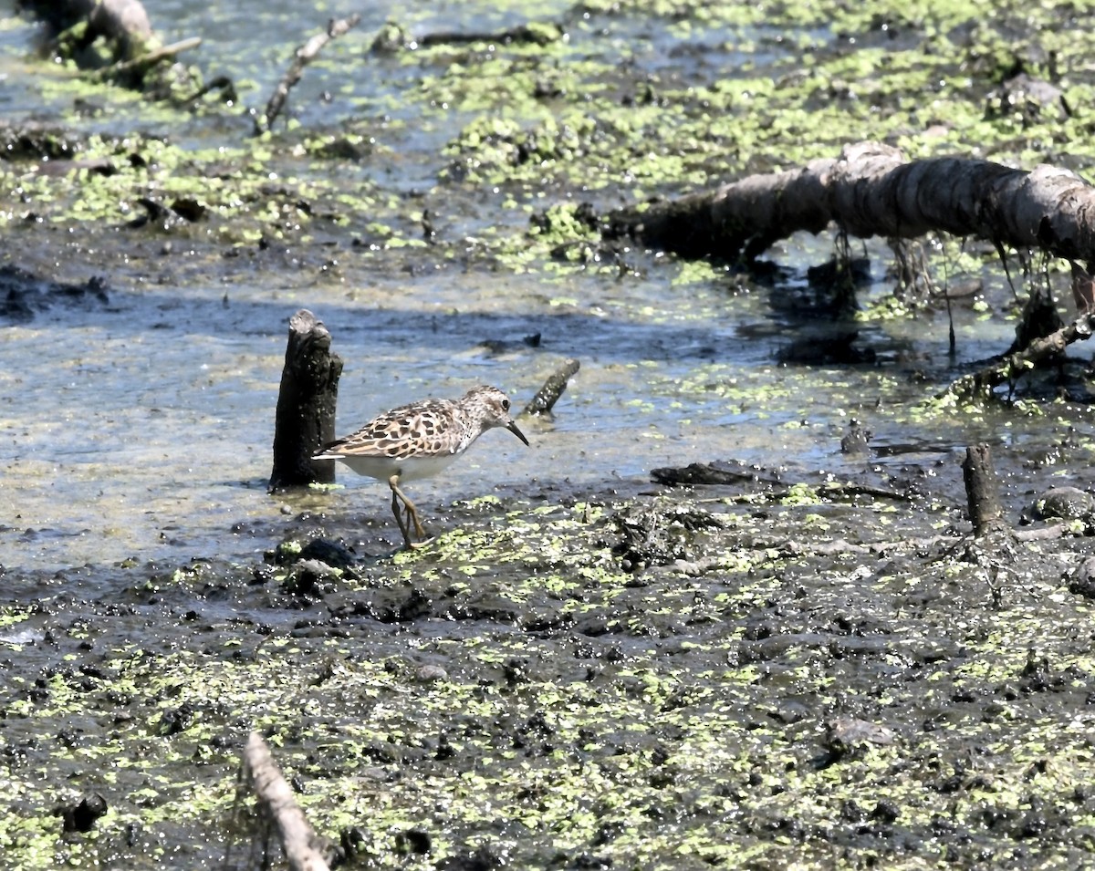 pygmésnipe - ML638347368