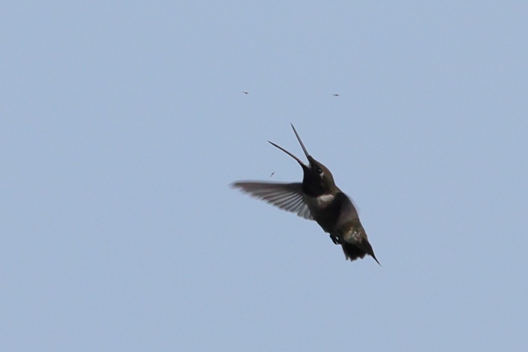 svartstrupekolibri - ML638347383
