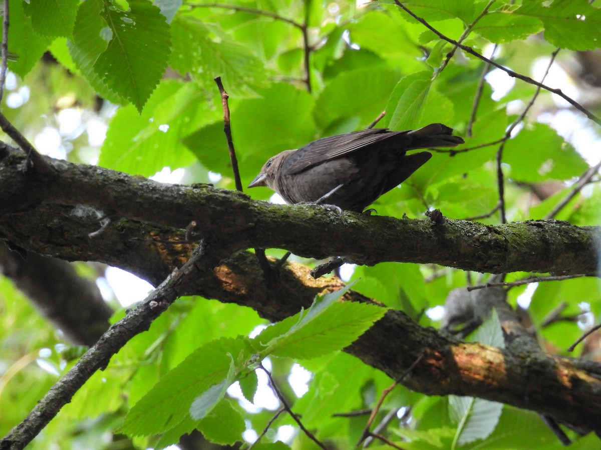 Brown-headed Cowbird - ML638347387
