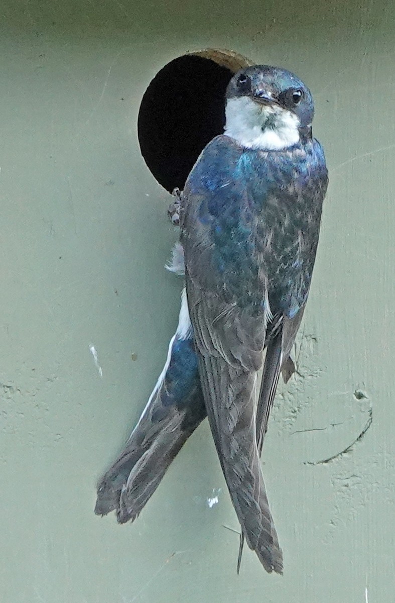 Tree Swallow - ML638347407