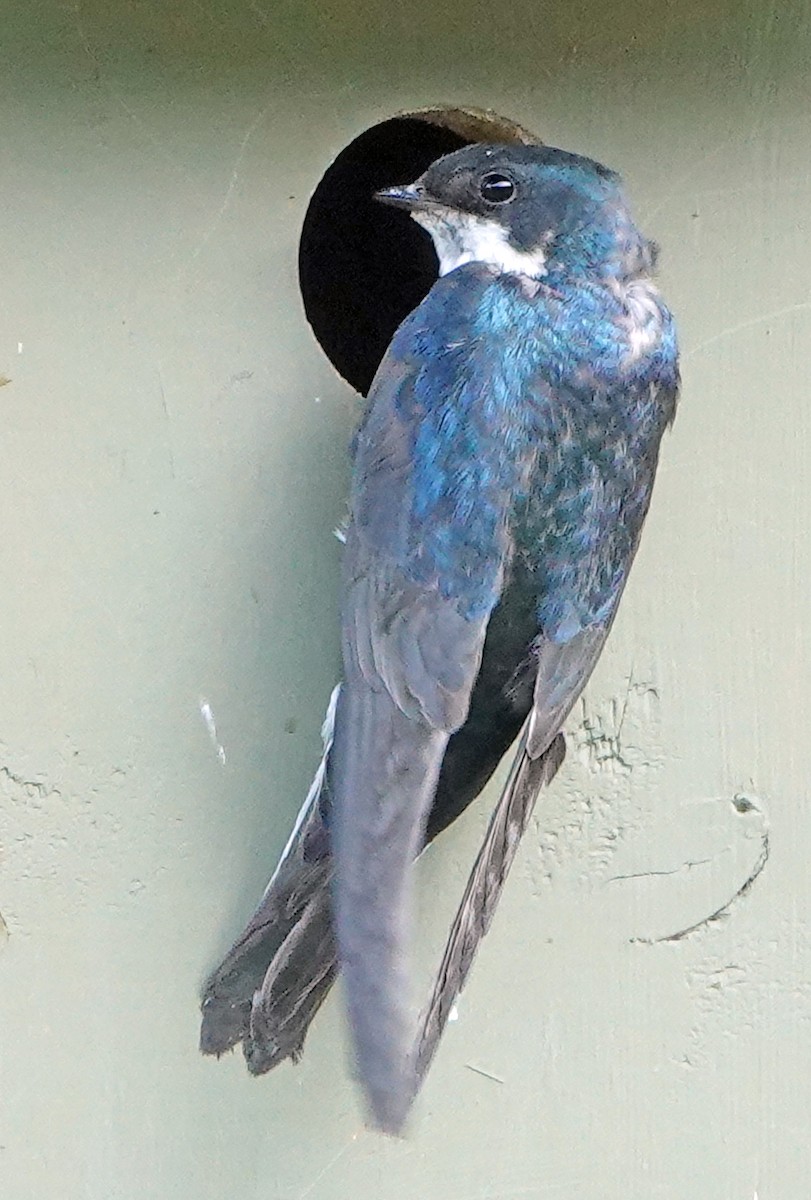 Tree Swallow - ML638347416