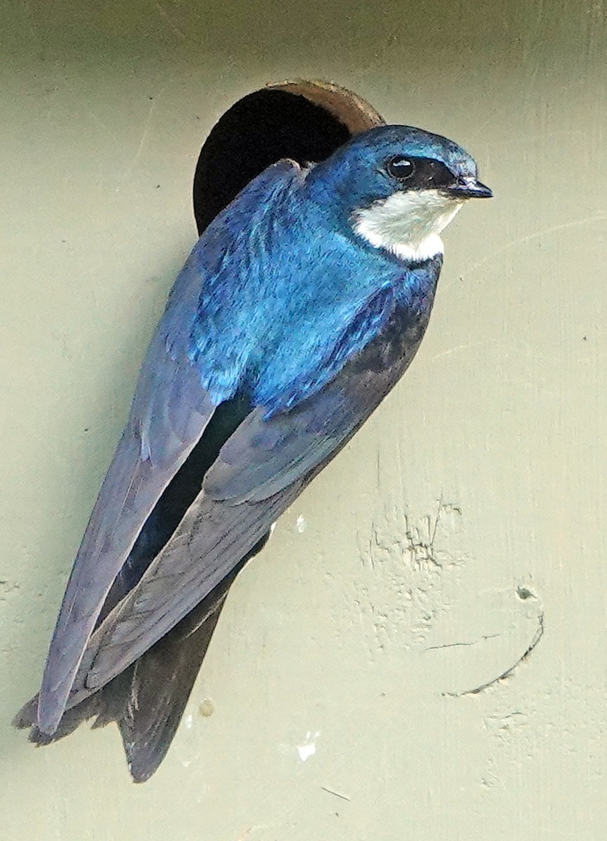 Tree Swallow - ML638347417