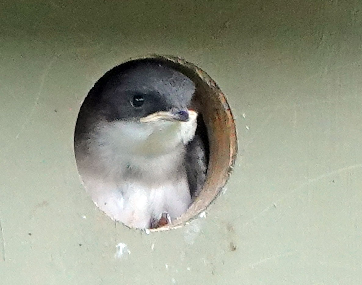 Tree Swallow - ML638347418