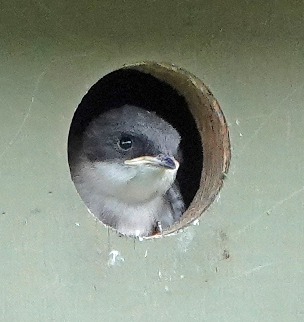 Tree Swallow - ML638347420