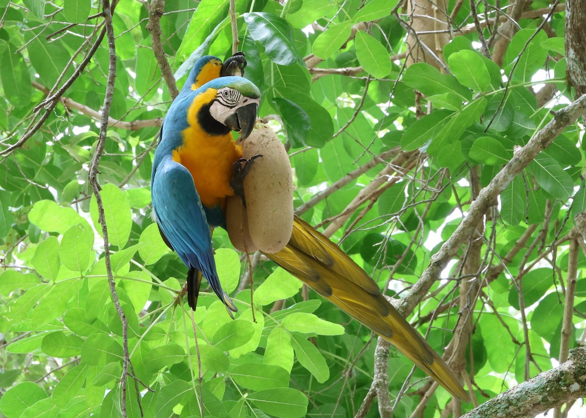 Blue-and-yellow Macaw - ML638347425