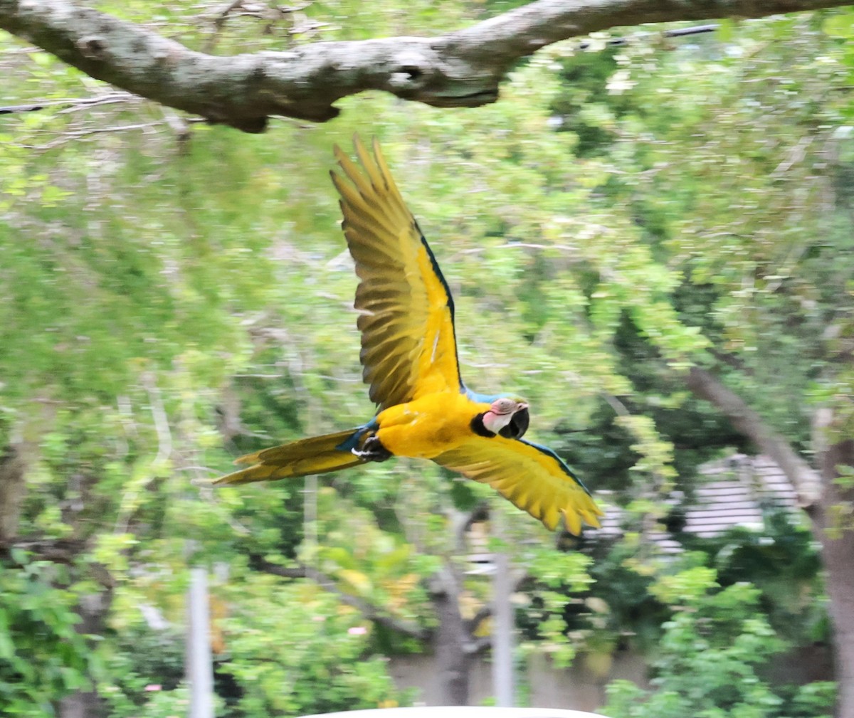 Blue-and-yellow Macaw - ML638347426