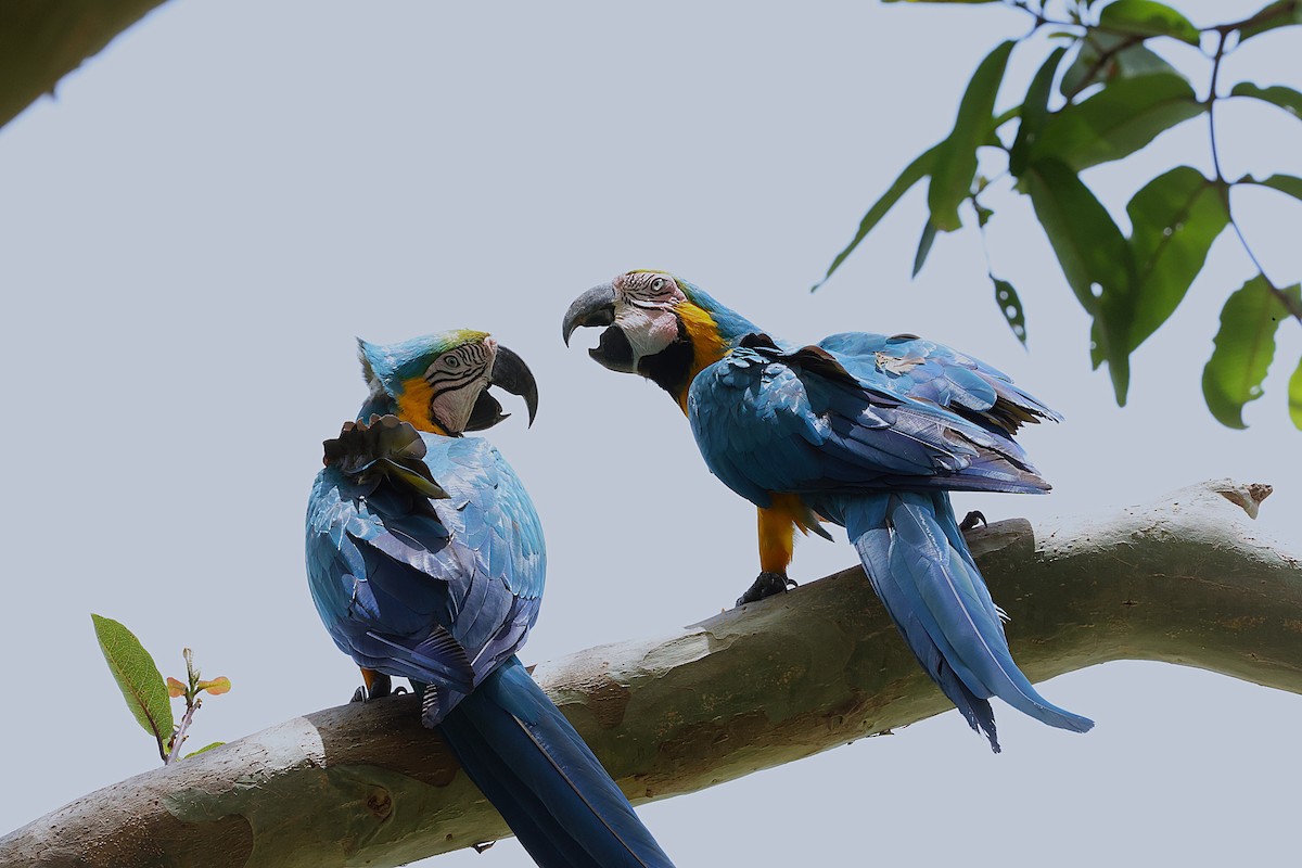 Blue-and-yellow Macaw - ML638347427