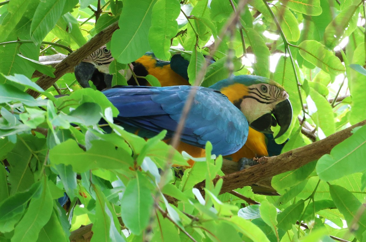 Blue-and-yellow Macaw - ML638347428