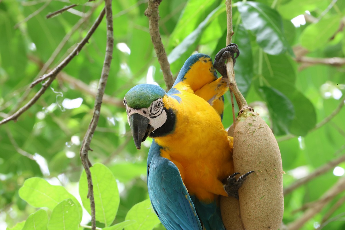 Blue-and-yellow Macaw - ML638347429