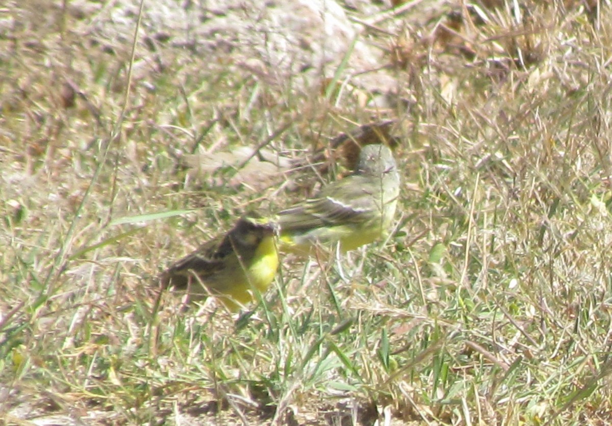 Yellow-fronted Canary - ML638347443