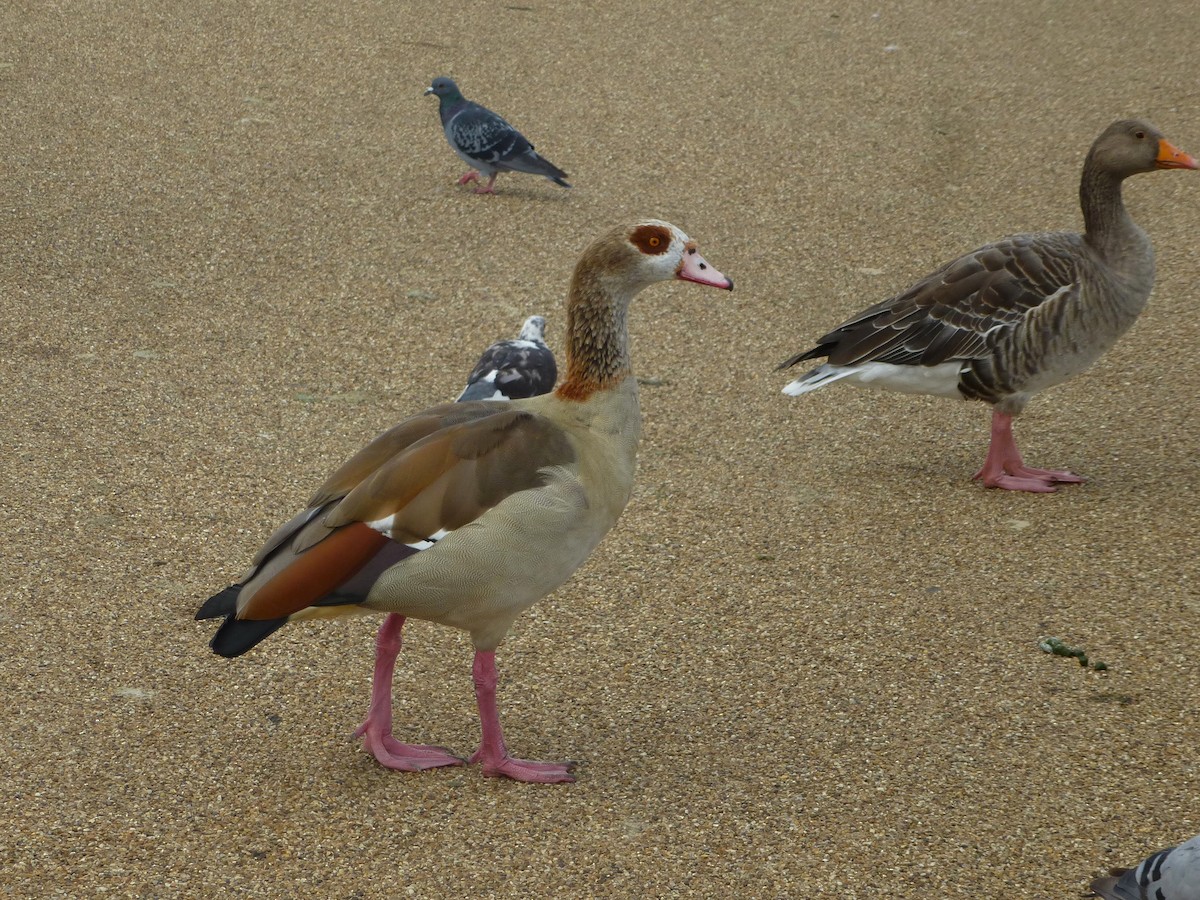Egyptian Goose - ML638347445
