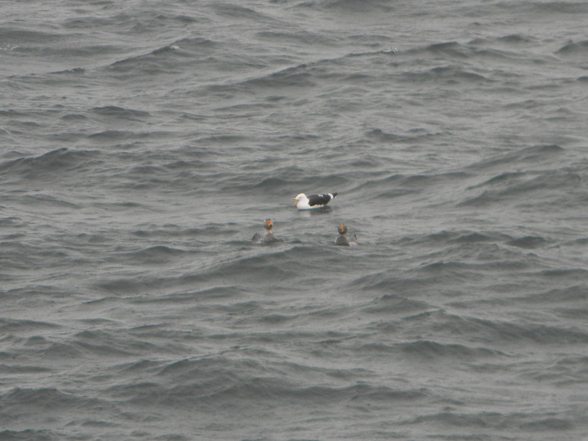 Magallaesko lurrun-ahatea - ML638347474