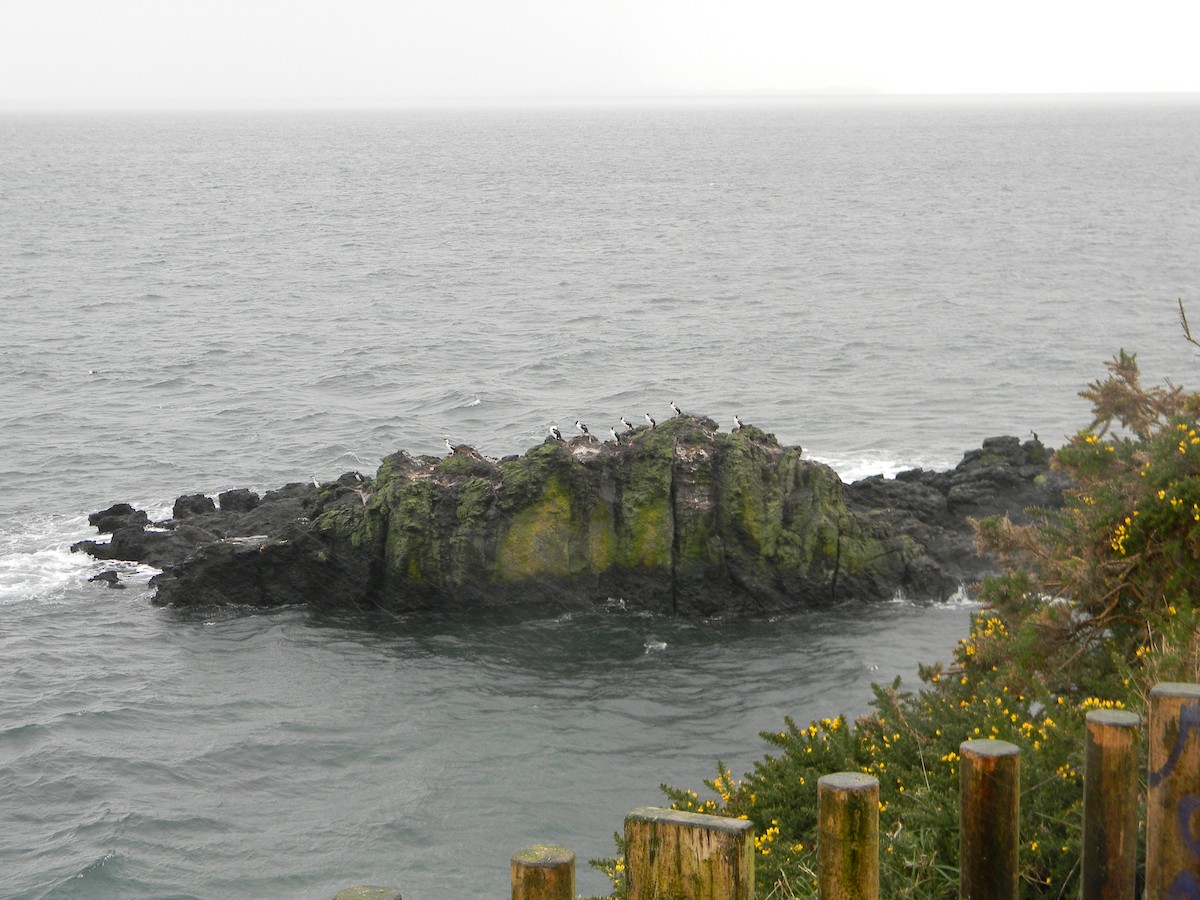 Imperial Cormorant - ML638347476