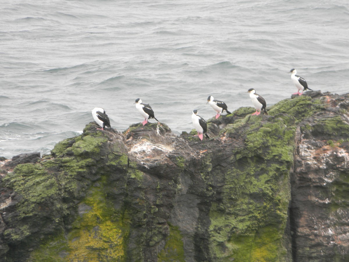 Imperial Cormorant - ML638347477