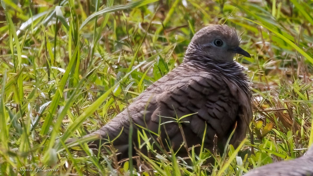 Peaceful Dove - ML638347481