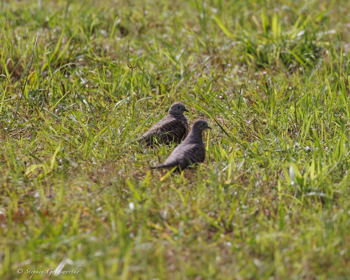 Peaceful Dove - ML638347482