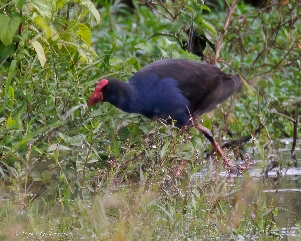 Australasian Swamphen - ML638347483