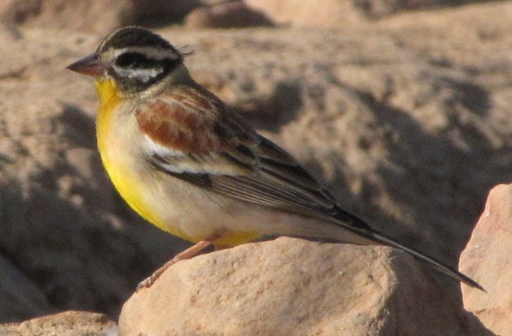 Golden-breasted Bunting - ML638347487