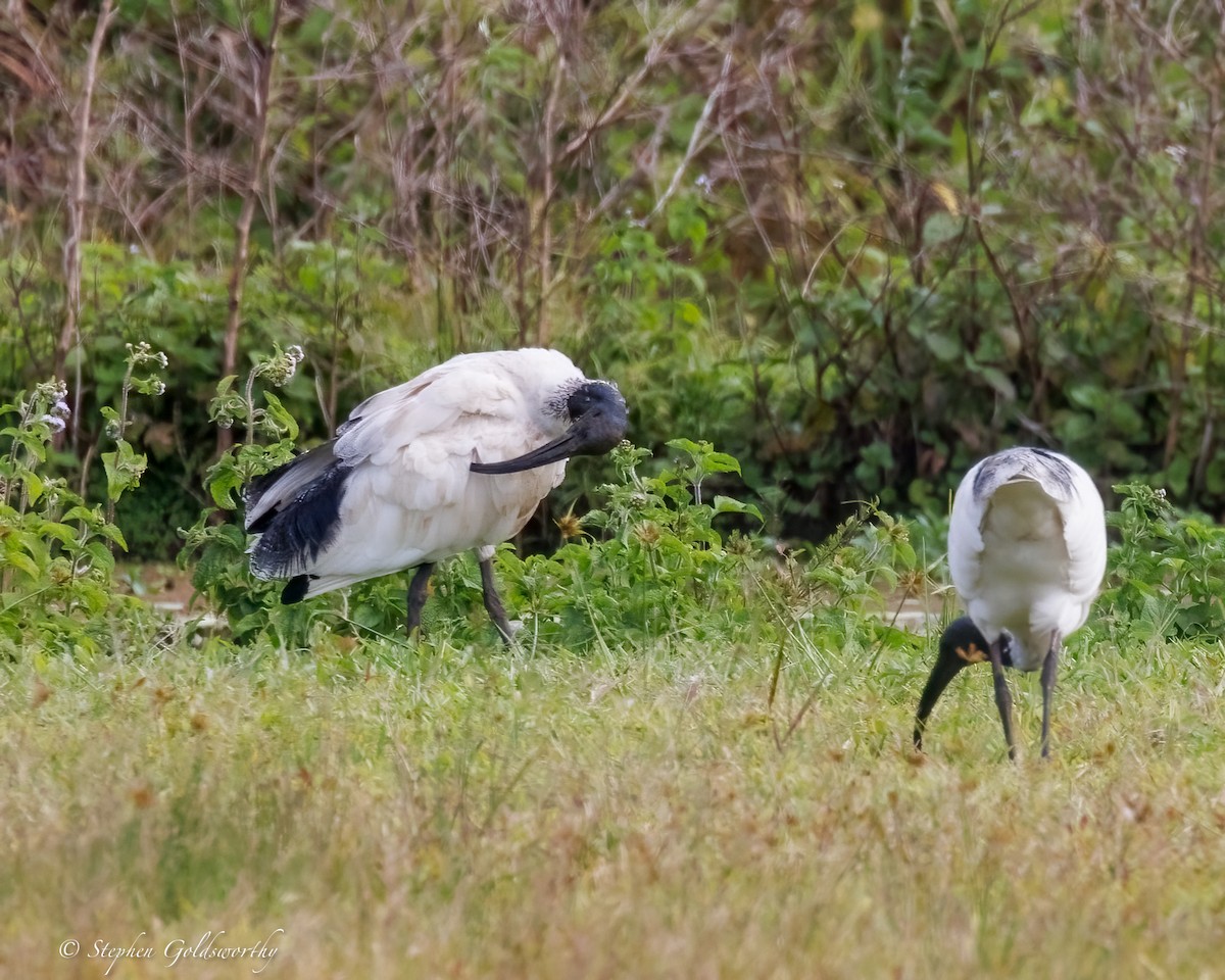 Australian Ibis - ML638347488