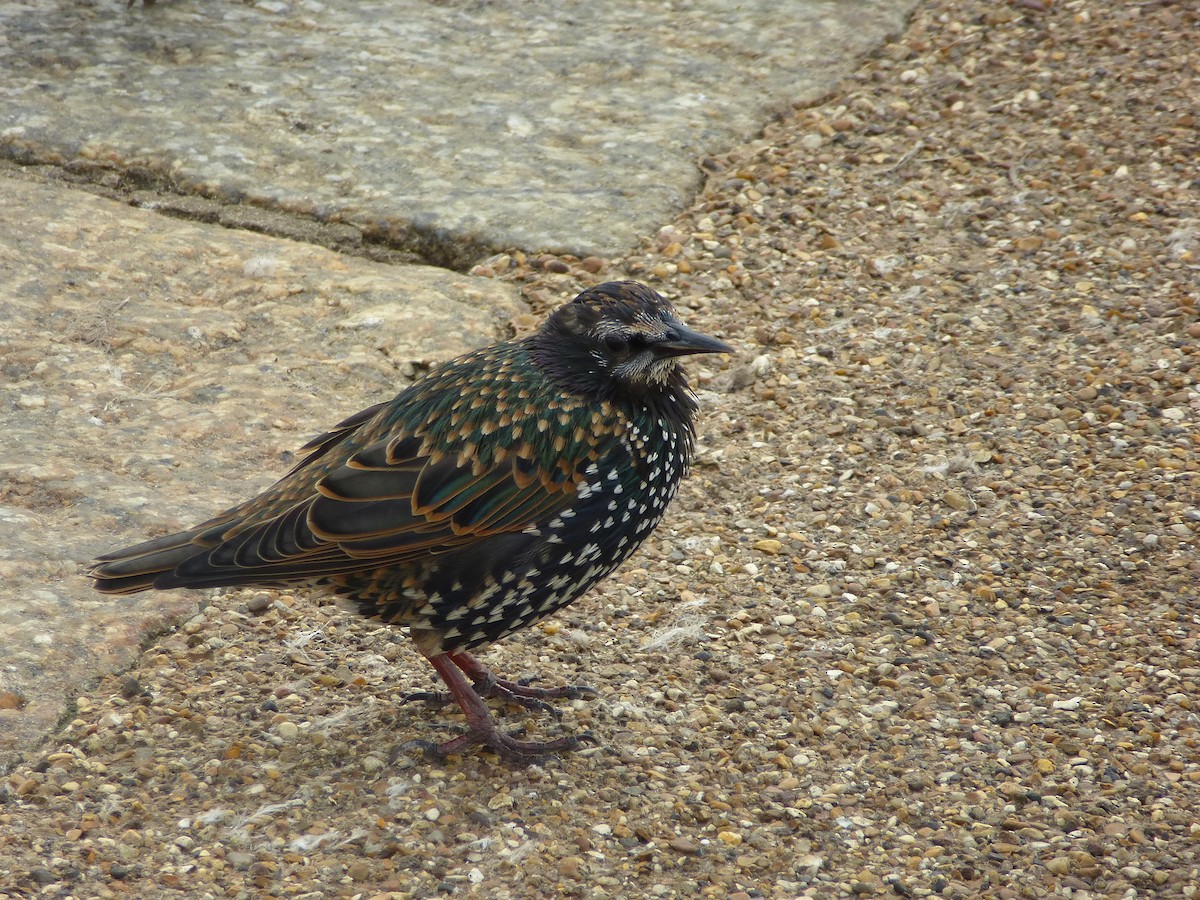 歐洲椋鳥 - ML638347491