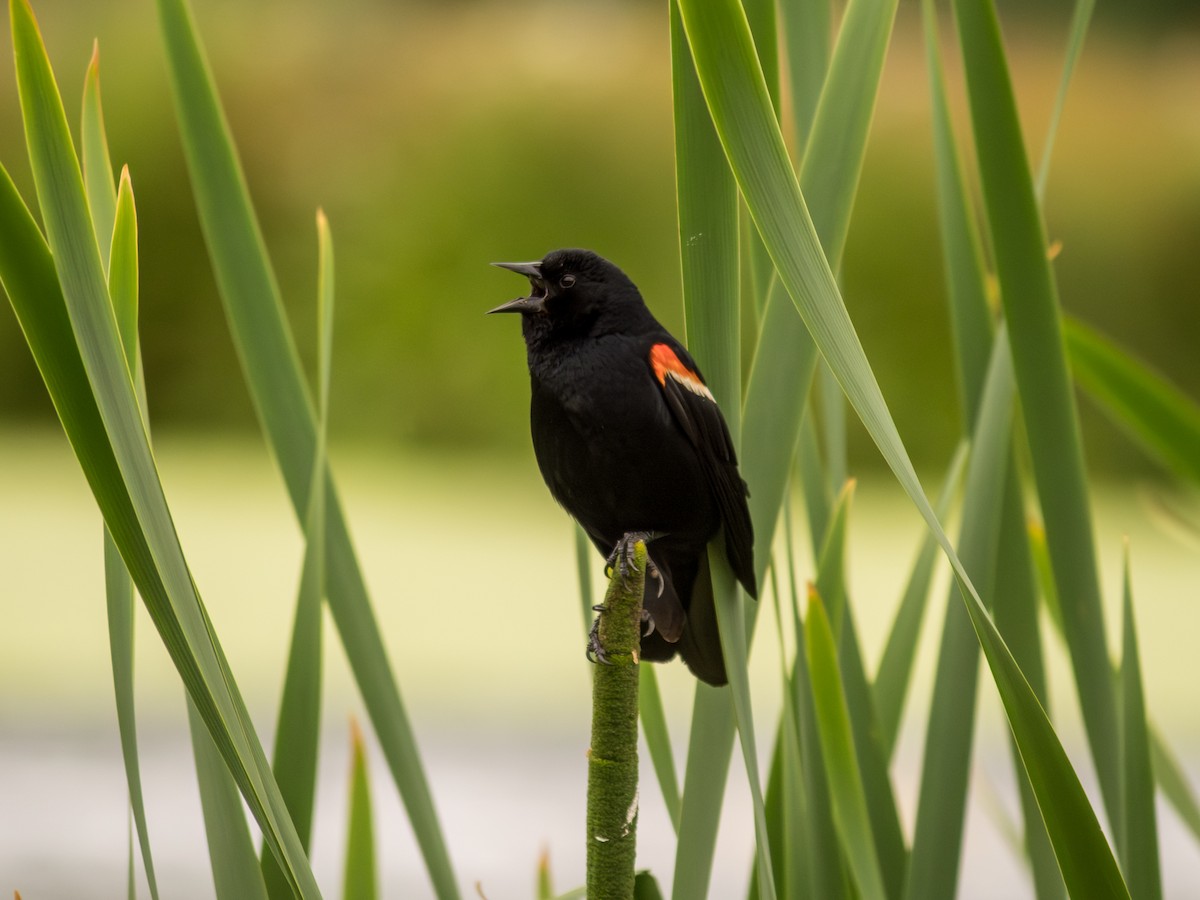 Red-winged Blackbird - ML638347504