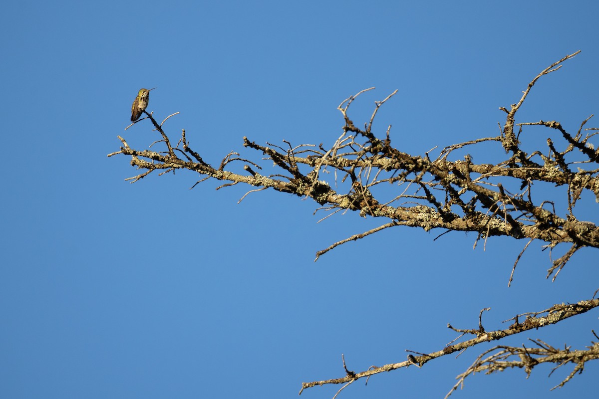 kalliopekolibri - ML638347514