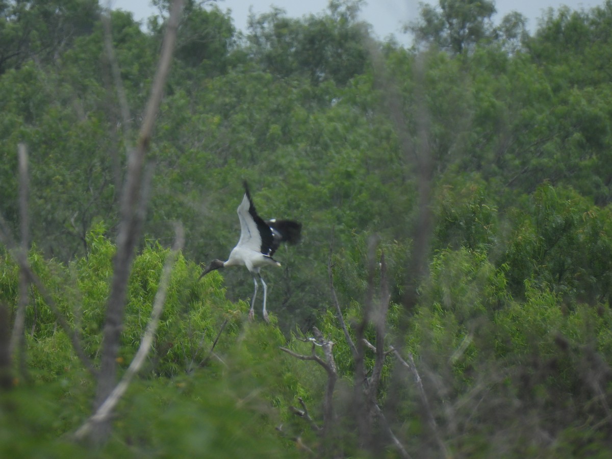 amerikastork - ML638347515