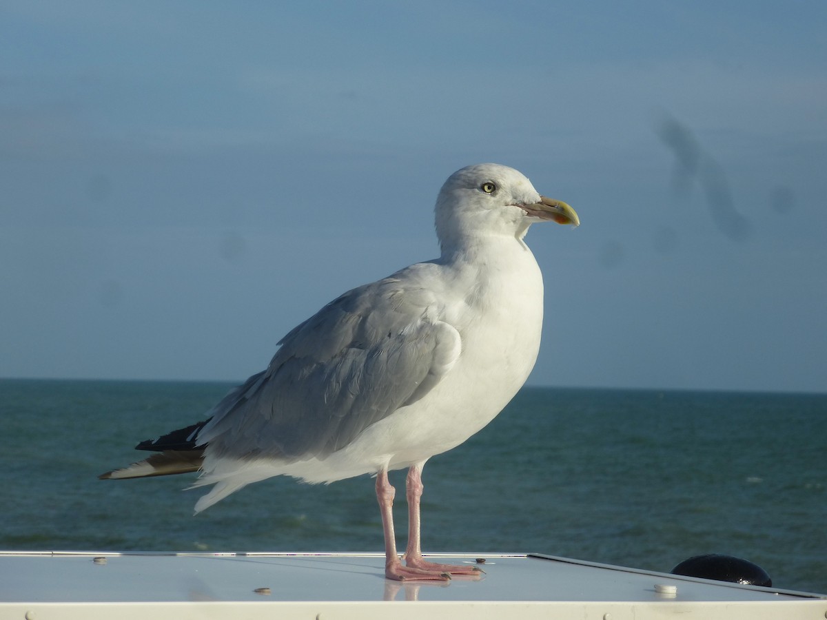 European Herring Gull - ML638347564