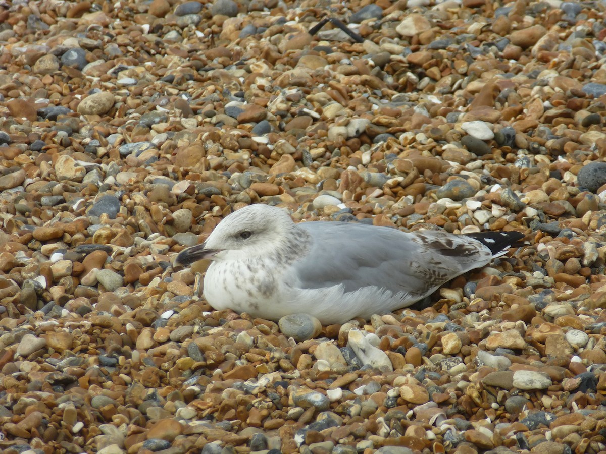 European Herring Gull - ML638347565
