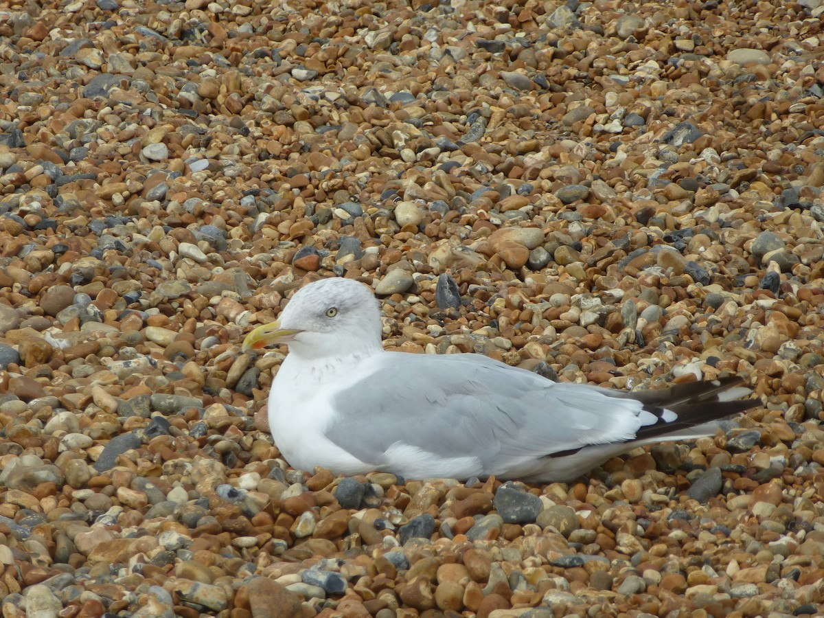 European Herring Gull - ML638347566