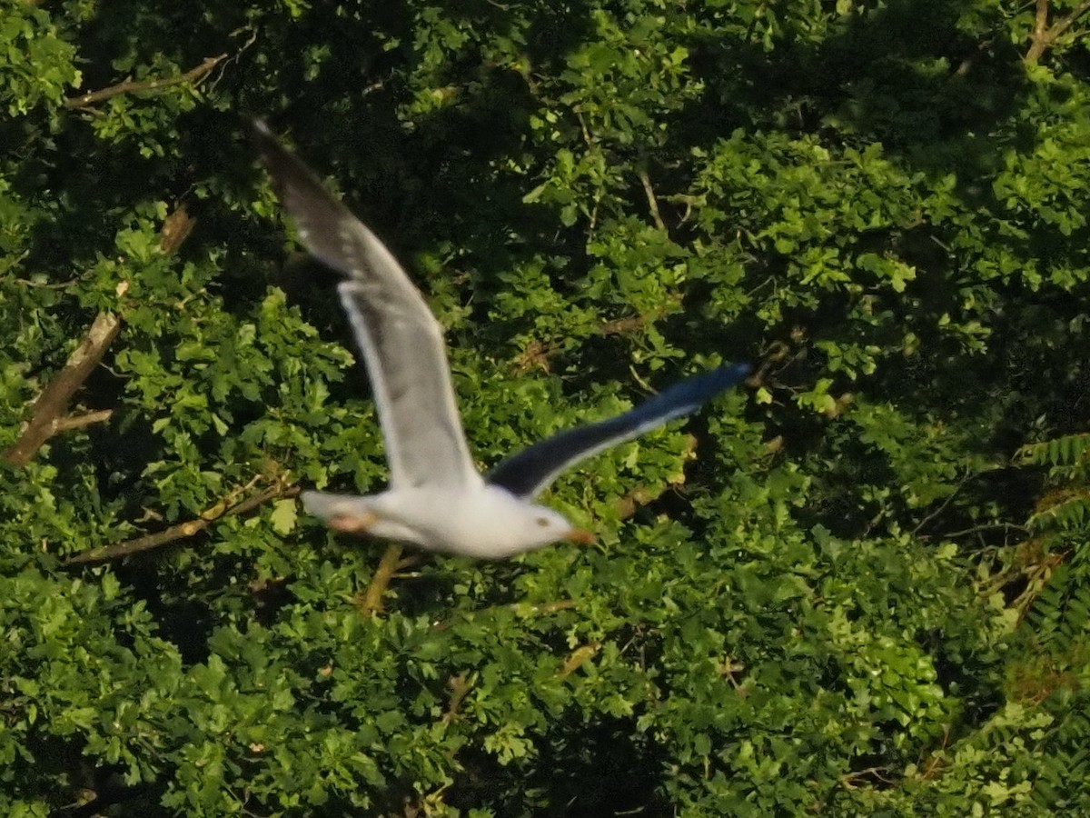 Lesser Black-backed Gull - ML638347570
