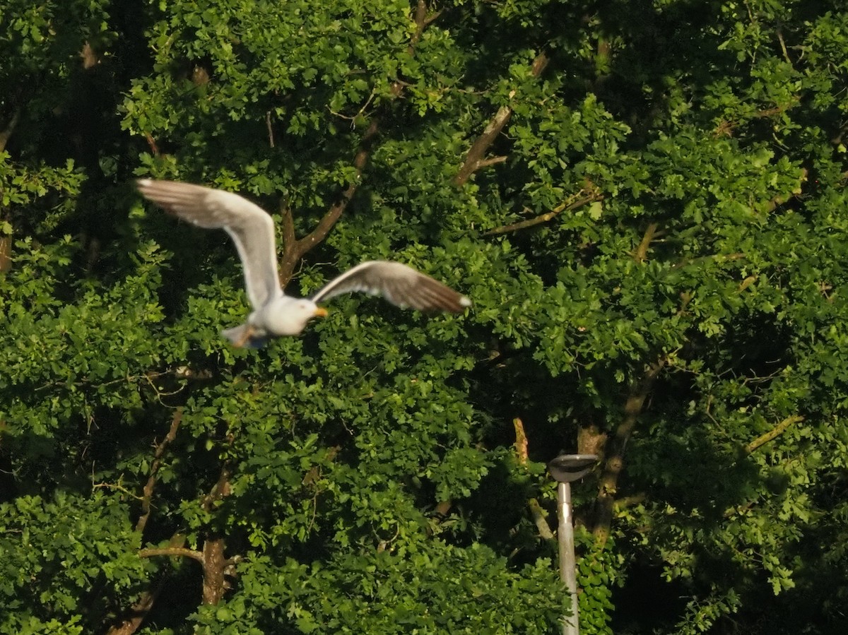 Lesser Black-backed Gull - ML638347572