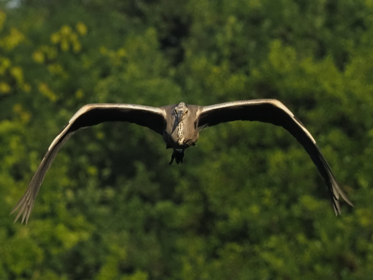 Gray Heron - ML638347581