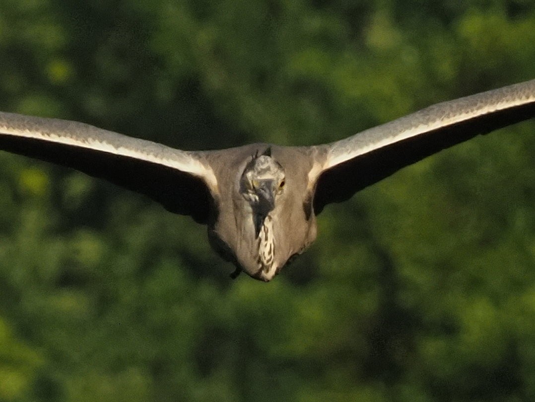 Gray Heron - ML638347585
