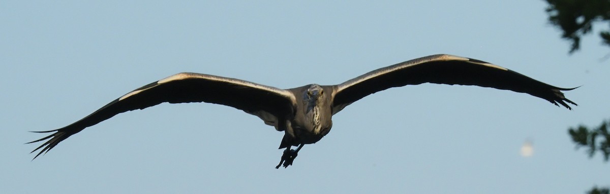 Gray Heron - ML638347586