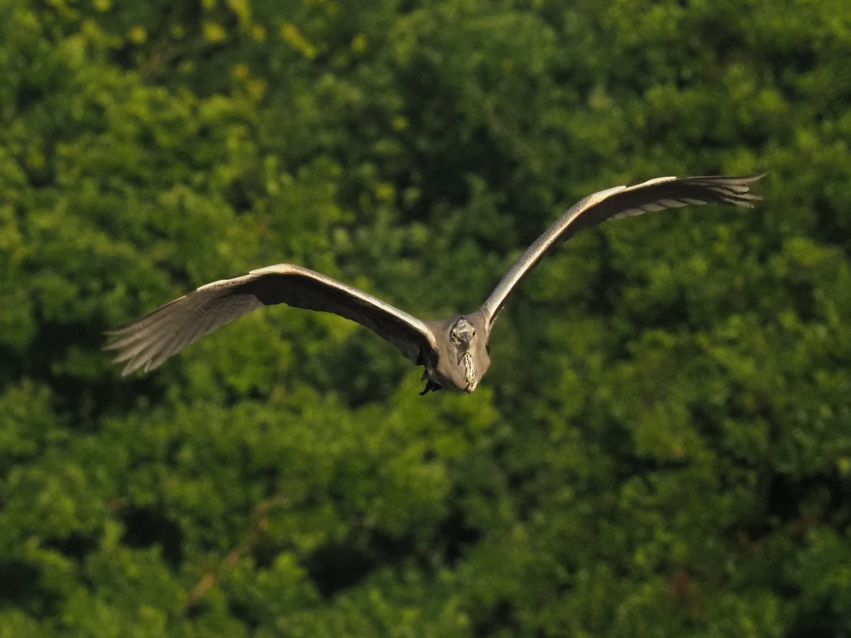 Gray Heron - ML638347589