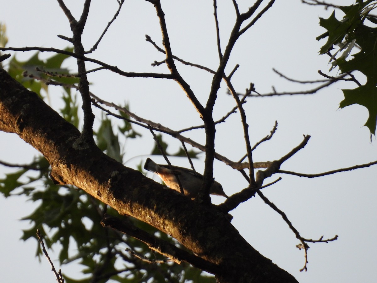 White-breasted Nuthatch - ML638347607