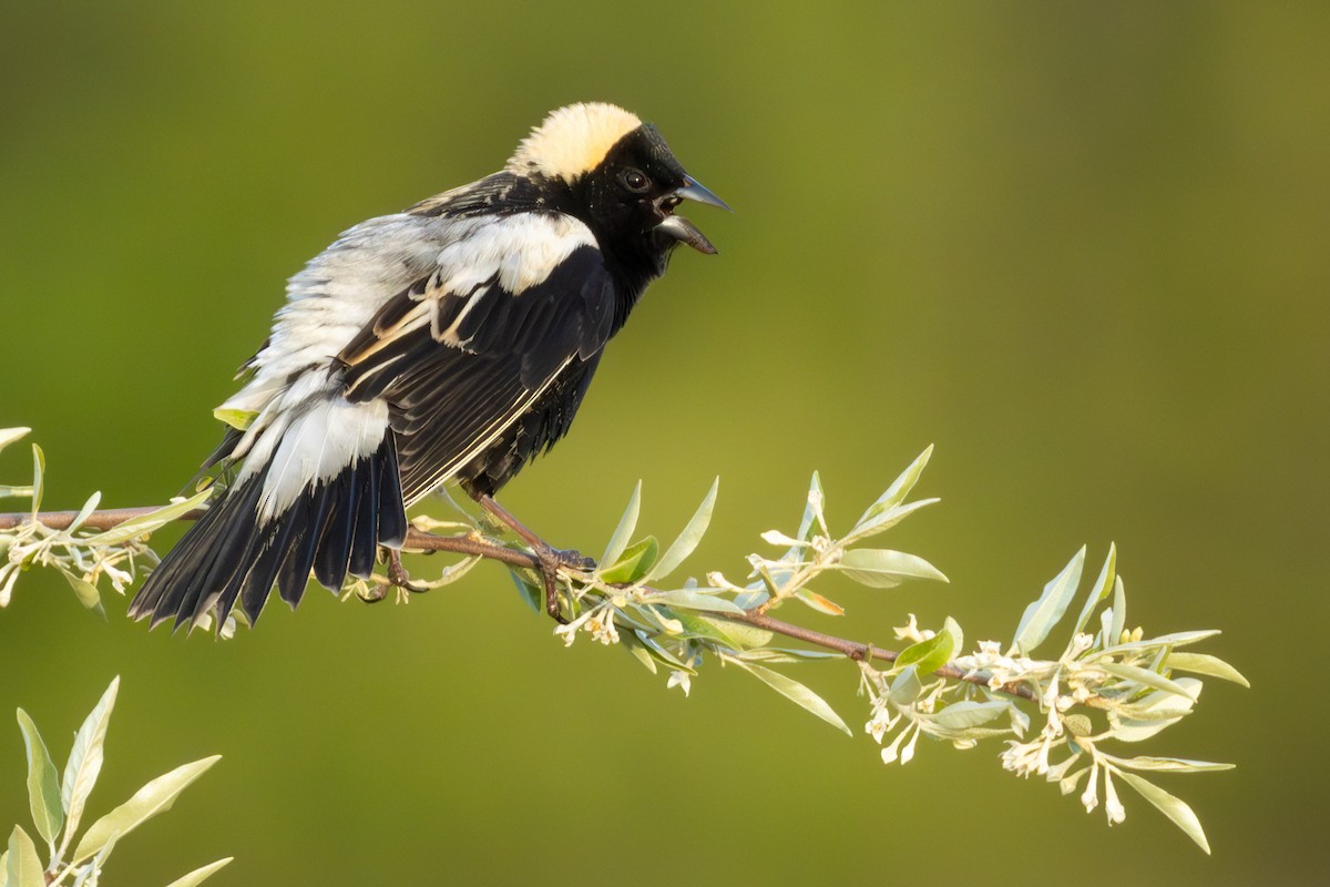 Bobolink - ML638347611