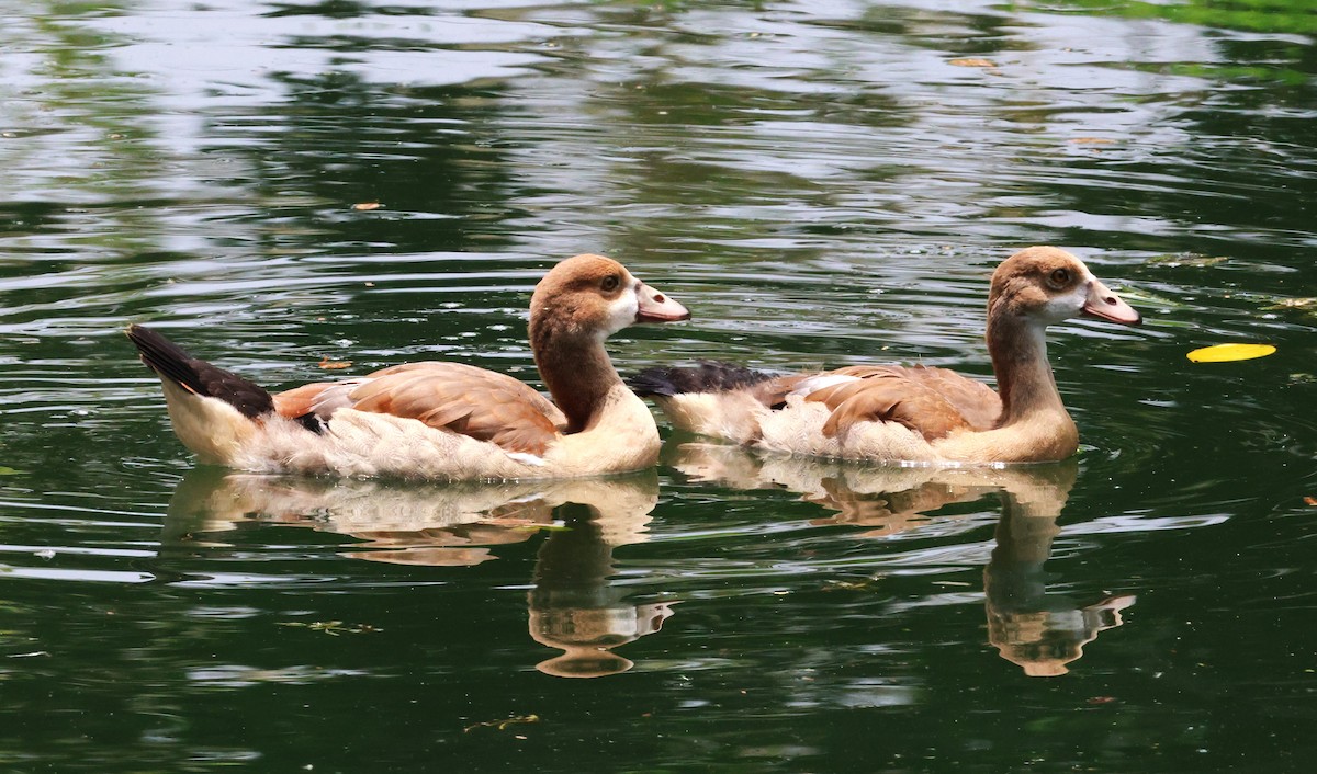 Egyptian Goose - ML638347614